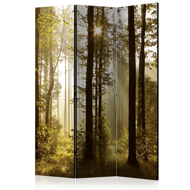 Parawan 3-częściowy - Las: Poranne słońce [Room Dividers]