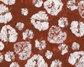 Fototapeta Foglia Rust