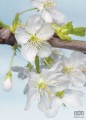 Fototapeta Blossom XXL2-033