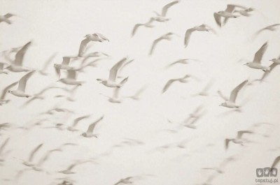 Fototapeta Flock V101-1