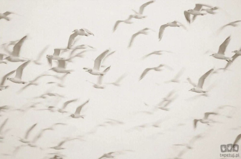 Fototapeta Flock V101-1