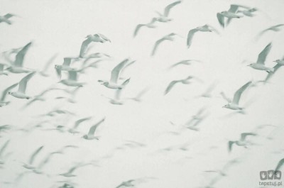 Fototapeta Flock V101-2