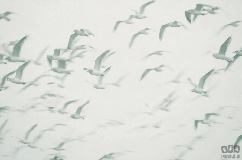 Fototapeta Flock V101-2