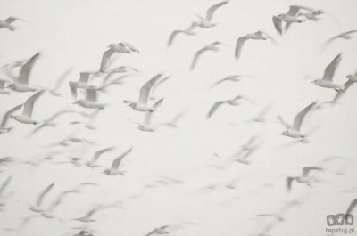 Fototapeta Flock V101-3