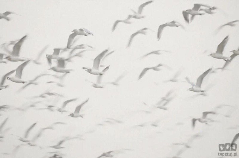 Fototapeta Flock V101-3