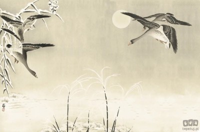 Fototapeta Oriental Ducks V103-1
