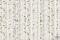 Fototapeta White forest V107-1