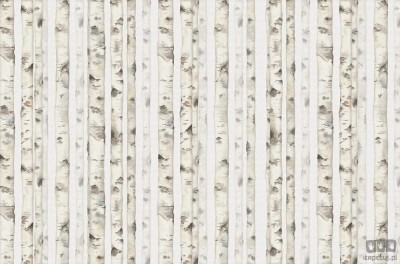 Fototapeta White forest V107-1