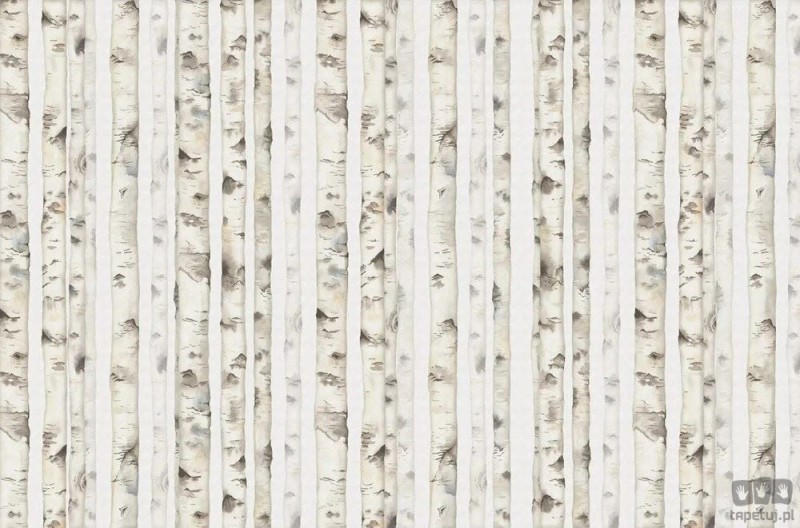 Fototapeta White forest V107-1