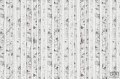 Fototapeta White forest V107-2