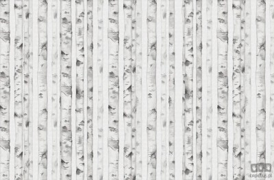 Fototapeta White forest V107-2