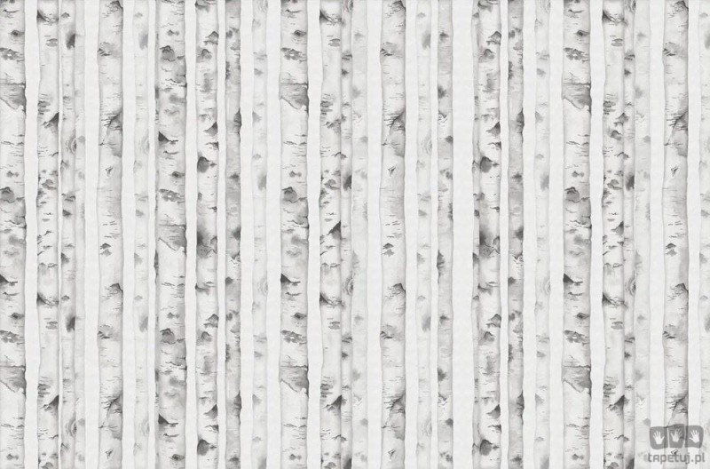 Fototapeta White forest V107-2