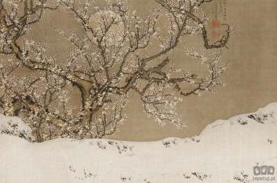 Fototapeta Sakura V118-3