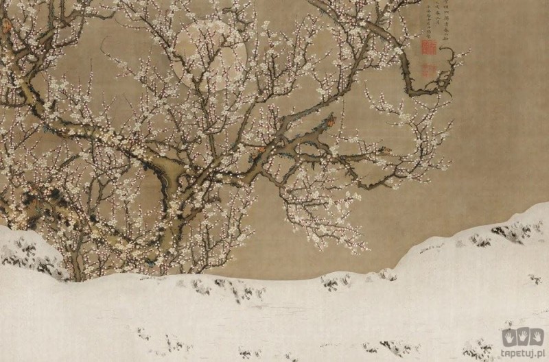 Fototapeta Sakura V118-3