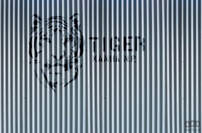 Fototapeta Tiger V125-1