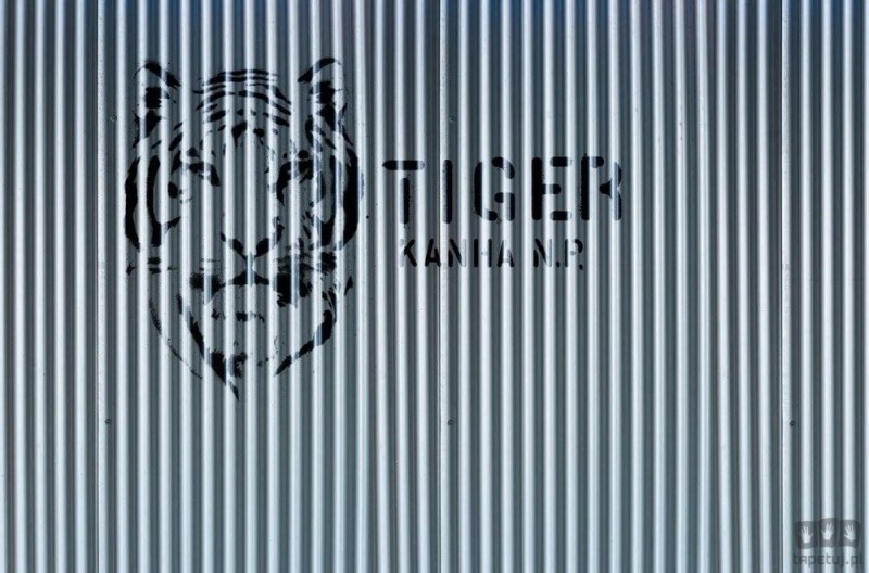 Fototapeta Tiger V125-1