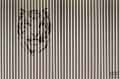 Fototapeta Tiger V125-2
