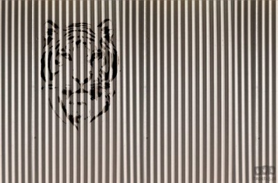 Fototapeta Tiger V125-2