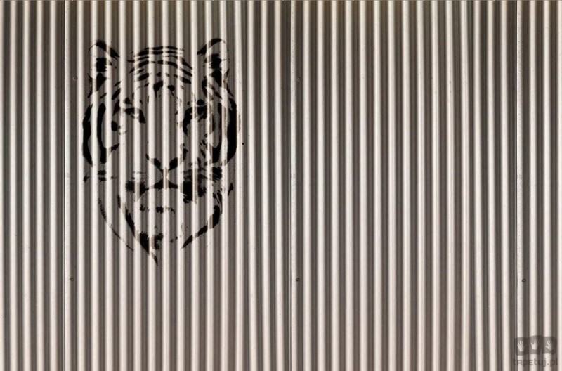Fototapeta Tiger V125-2