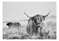 Fototapeta - Krowa rasy szkockiej wyżynnej