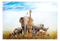 Fototapeta - Fauna Afryki