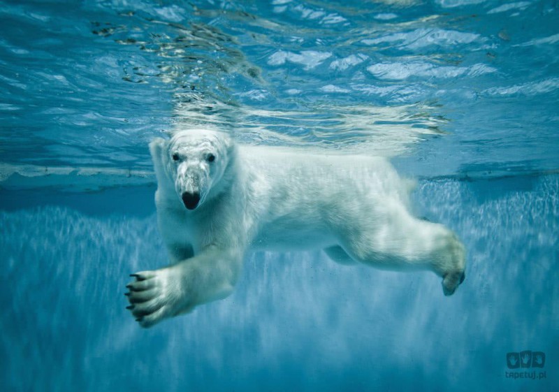 Fototapeta Niedźwiedź polarny 12621