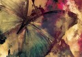 Fototapeta Motyl 12586