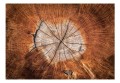 Fototapeta - Dusza drzewa