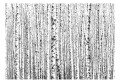 Fototapeta - Brzozowy las