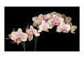 Fototapeta - Kwitnąca orchidea