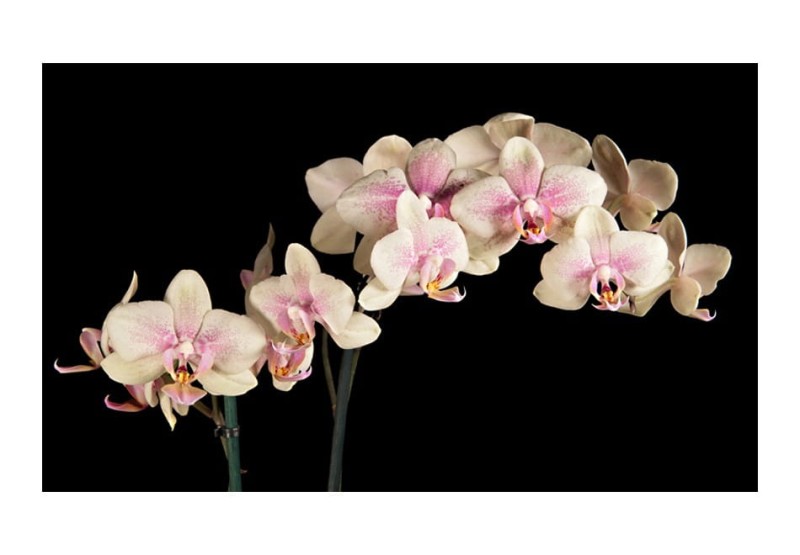 Fototapeta - Kwitnąca orchidea
