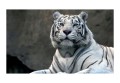 Fototapeta - Tygrys bengalski w zoo