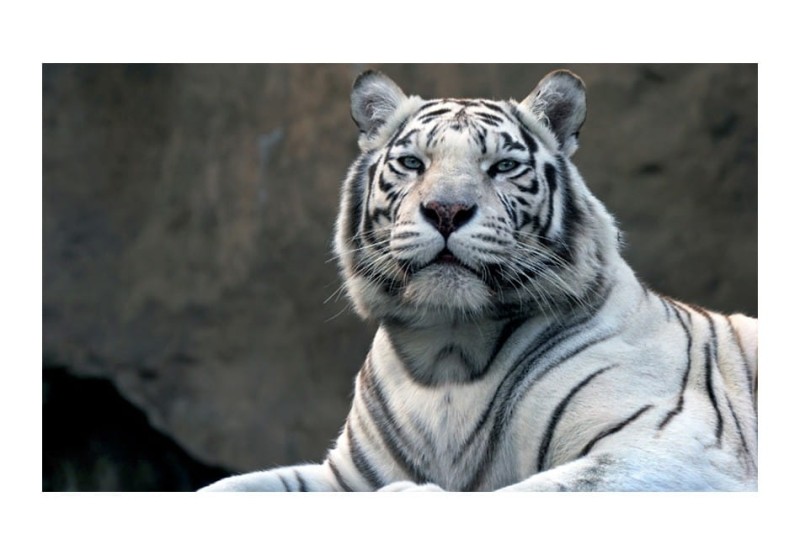 Fototapeta - Tygrys bengalski w zoo