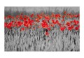 Fototapeta - Czerwone maki w czarno-białym zbożu