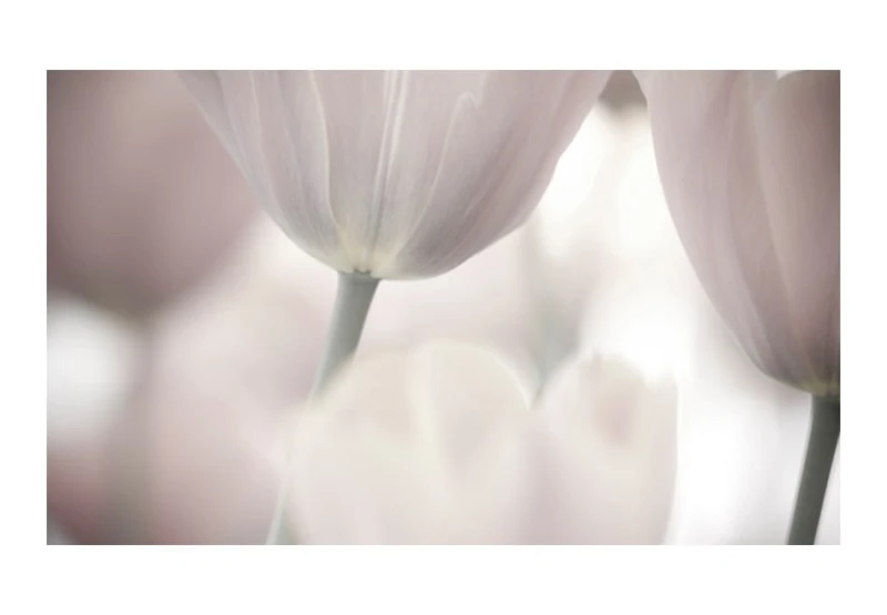 Fototapeta - Tulips fine art - black and white