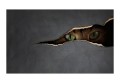 Fototapeta - Kocie spojrzenie