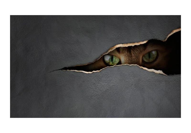 Fototapeta - Kocie spojrzenie