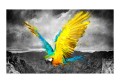 Fototapeta - Exotic parrot