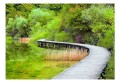 Fototapeta samoprzylepna - Piękna zieleń