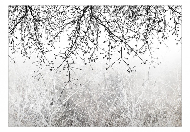 Fototapeta samoprzylepna - Naturalna jasność