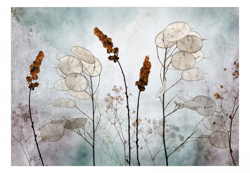 Fototapeta samoprzylepna - Lunaria na łące