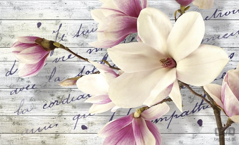 Fototapeta KWIAT MAGNOLII  2878