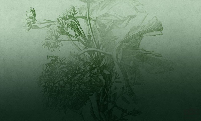 Fototapeta na wymiar Green Ombre Flower