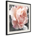 Plakat - Delikatna róża