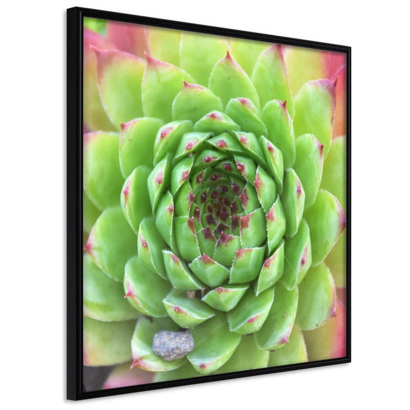 Plakat - Kamienna róża (kwadratowy)