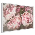 Plakat - Pastelowe peonie
