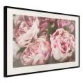 Plakat - Pastelowe peonie