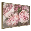 Plakat - Pastelowe peonie