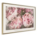 Plakat - Pastelowe peonie