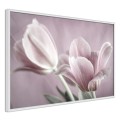 Plakat - Pastelowe tulipany I